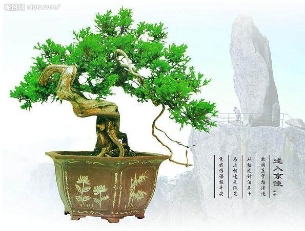 第七届世界盆景大会江苏开幕