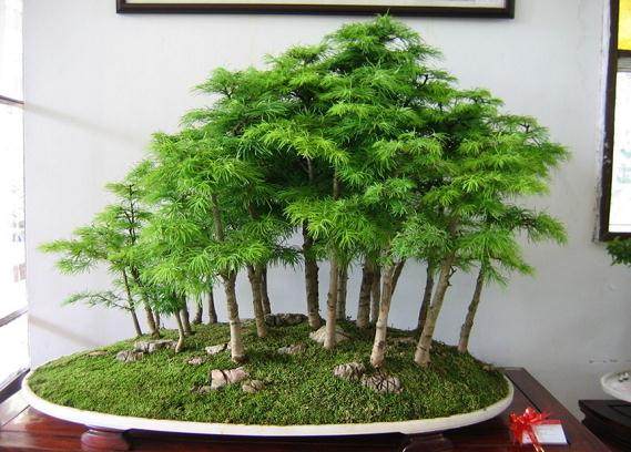 如皋盆景声名远播 在北京中南海钓鱼台