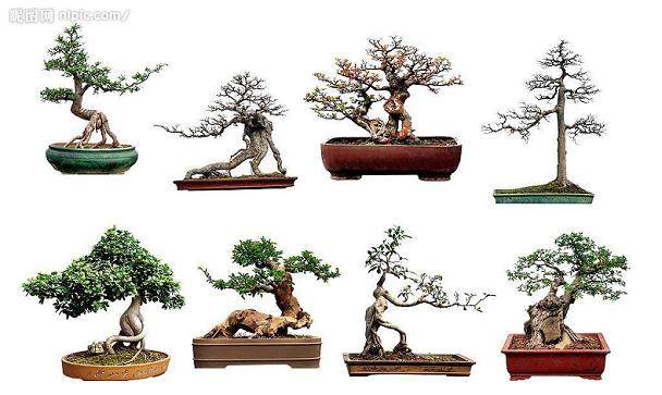 江苏如皋市政协领导视察花木盆景产业