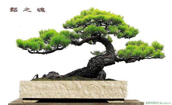 江苏常熟方塔园举办首届花卉盆景联展