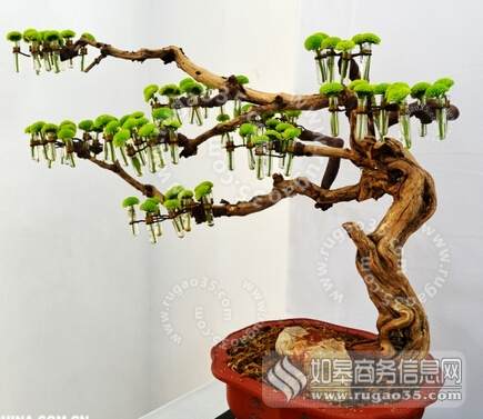 如皋首届中国杯盆景大赛 400多盆花木争妍斗艳