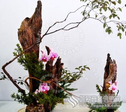 如皋首届中国杯盆景大赛 400多盆花木争妍斗艳