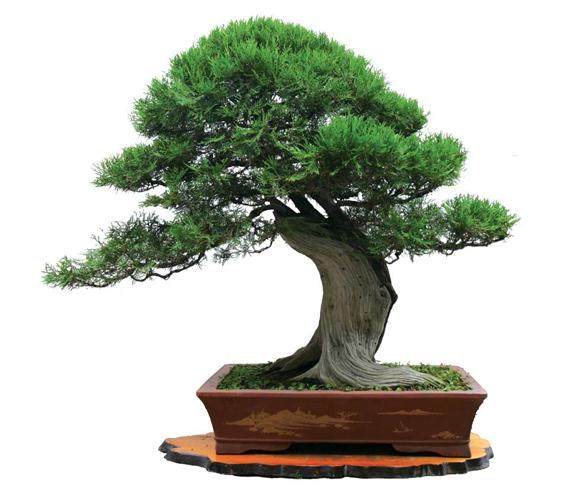 江苏扬州盆景大会带动盆景热销