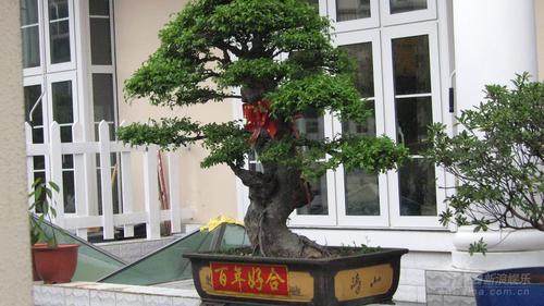 王志文大婚在即新房门前摆放百年好合盆景(图)