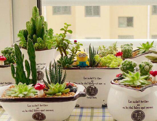 女白领戴面罩防电脑辐射 专家建议摆放盆景植物