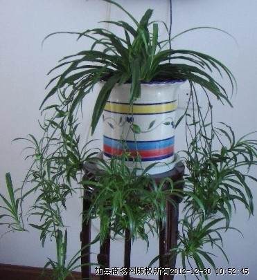 冬季室内不宜摆放的盆景植物