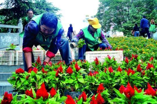 三门峡市开始摆放鲜花和盆景 扮家园迎国庆佳节
