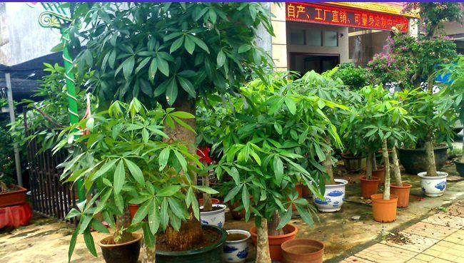 盆景摆放租赁服务招标公告