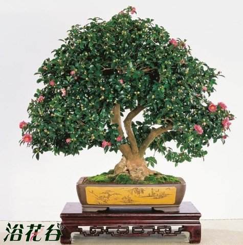 山茶花盆景的蟠扎造型