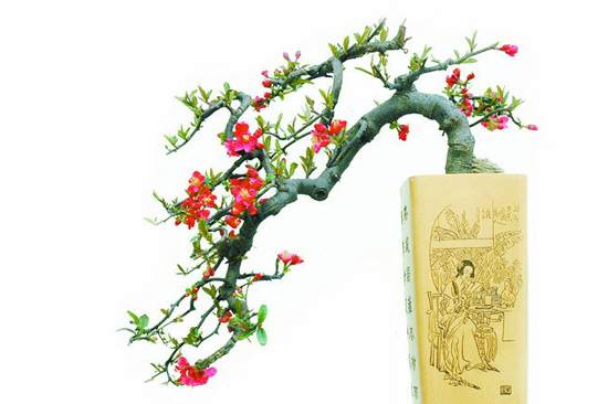 西府海棠盆景的蟠扎与修剪