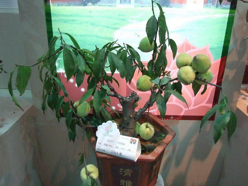 泰兴桃树盆景速成法获国家专利