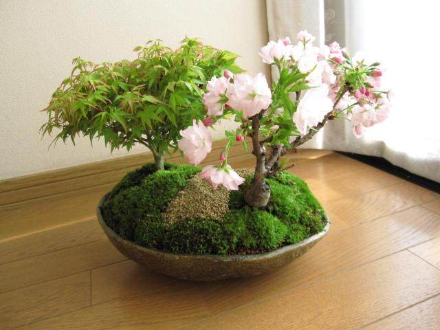 樱桃树做成盆景 惹人喜爱