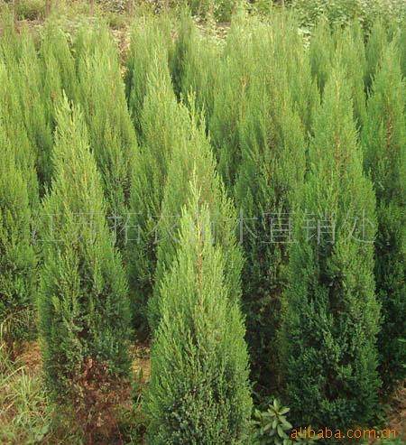 沙地柏扦插速成树桩盆景