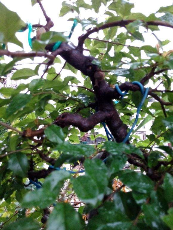 关于雀梅盆景速成的一些拙见