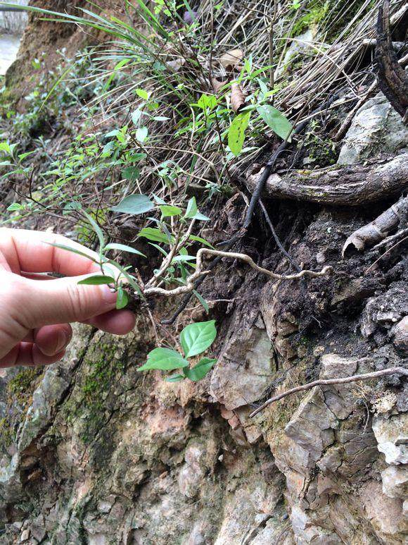 速成小盆景《新手》