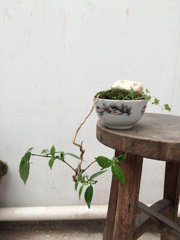 速成小盆景《新手》