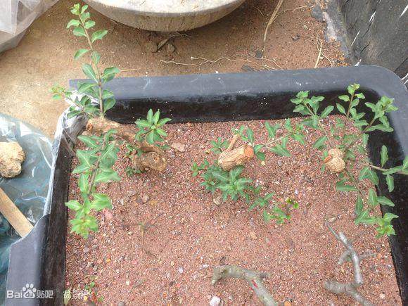 我的盆景扦插小沙床