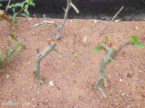 我的盆景扦插小沙床