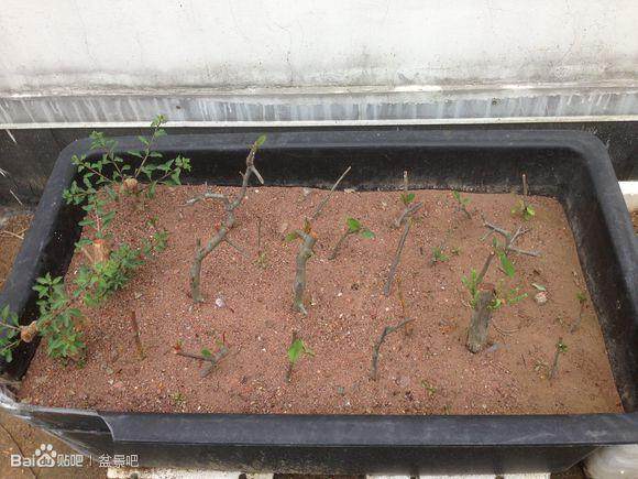 图解 我的盆景扦插发芽的小沙床