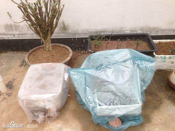 我的盆景扦插小沙床