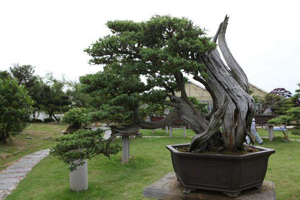 制作银杏扦插苗附石小盆景