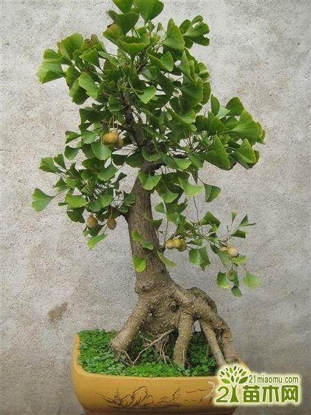 小银杏盆景怎么扦插成活率高