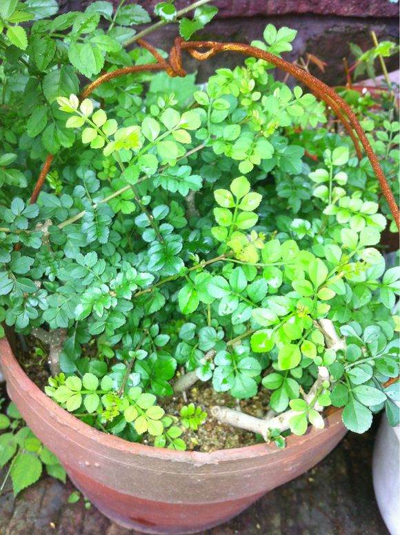 对节白蜡盆景素材扦插怎么发芽繁殖结果