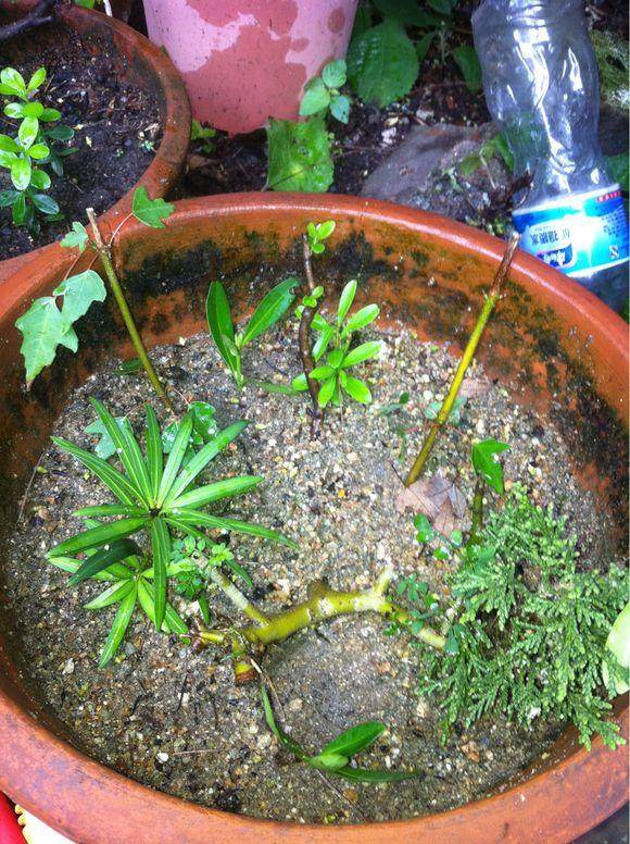 对节白蜡盆景素材扦插怎么发芽繁殖结果