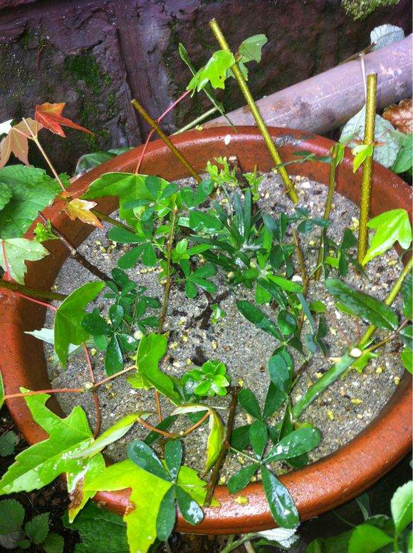 对节白蜡盆景素材扦插怎么发芽繁殖结果