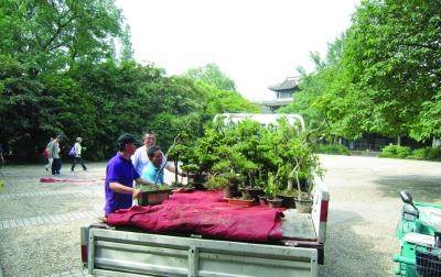 江苏镇江老人捐40盆盆景给焦山公园 市场估价近20万