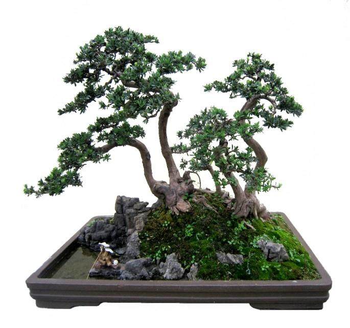 江苏：中国花卉协会成立盆景分会