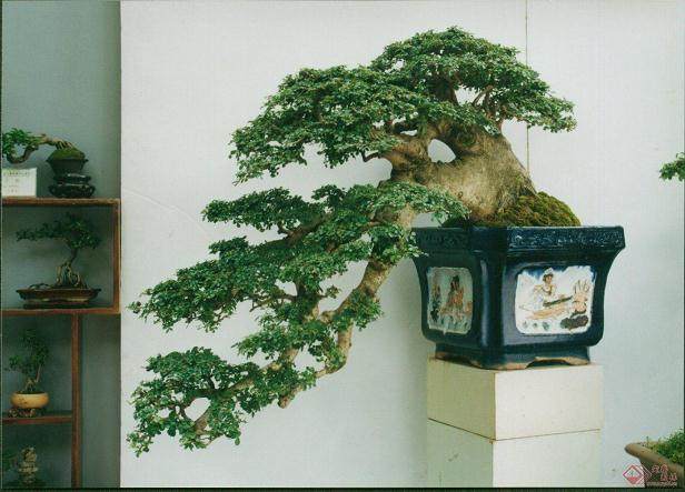 江苏：如皋绿园打造盆景大师摇篮