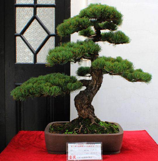 江苏超越盆景式的乡村建设