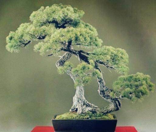 江苏园林绿化职工盆景技能竞赛在何园举行