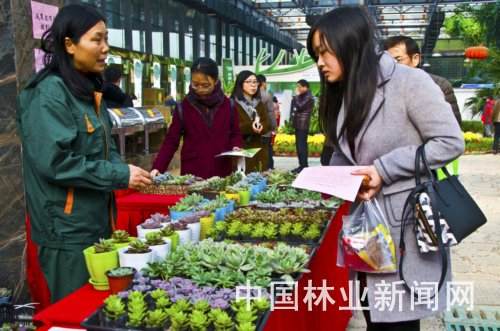 江苏农业嘉年华花卉盆景受欢迎