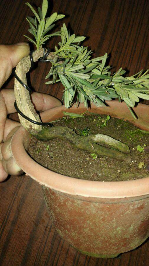 给老乡们拜大年 我在盆景乐园给盆友们送几盆东西?