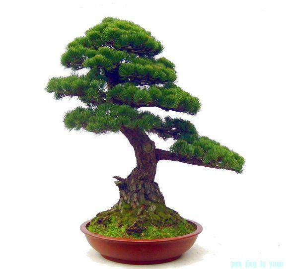 盆景乐园首届网络展作品集 图片