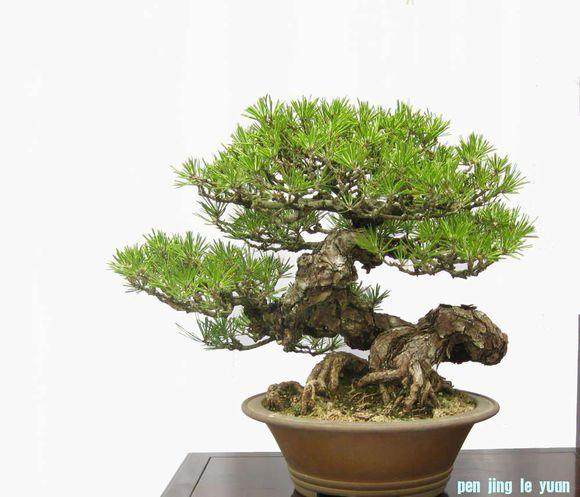 盆景乐园首届网络展作品集 图片