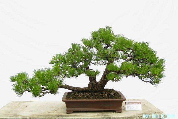 盆景乐园的盆友的交流