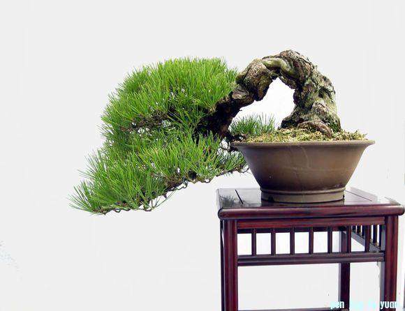 盆景乐园论坛怎么访问不了？