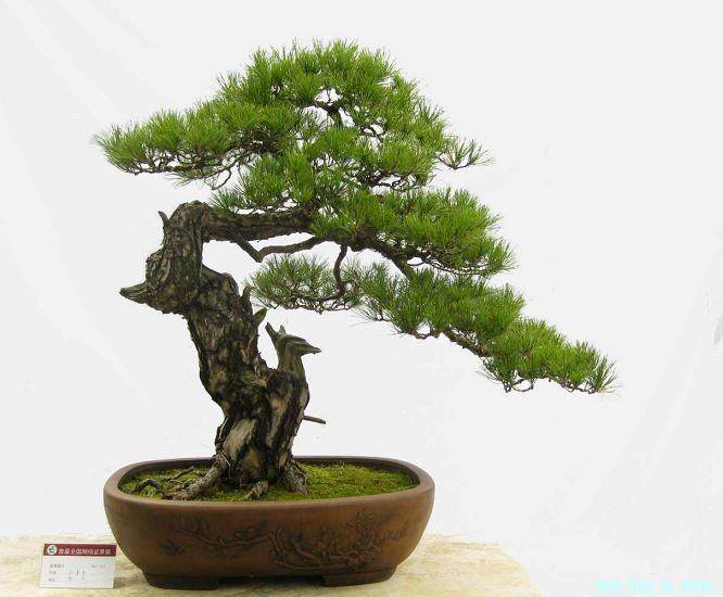 盆景乐园论坛首届国庆盆景展举办