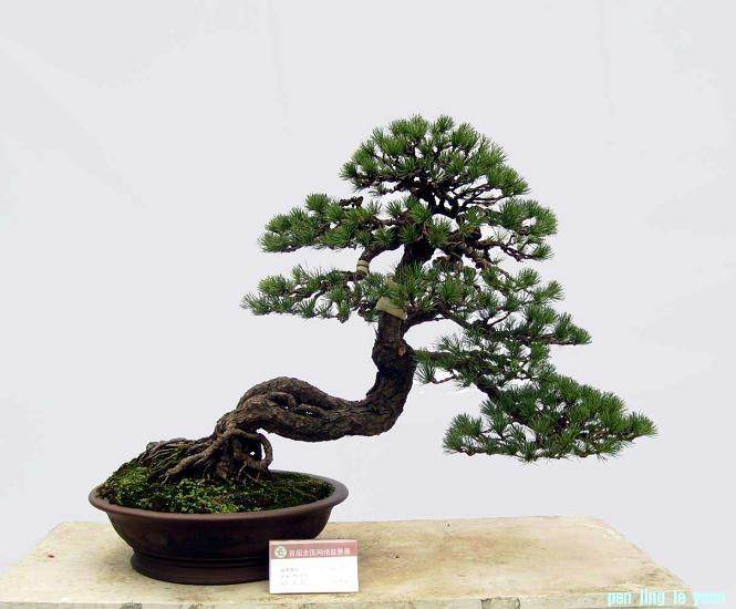 首届盆景乐园论坛重要通知