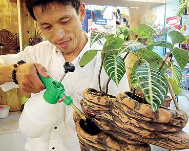 “懒人”盆景近日在南京亮相(图)