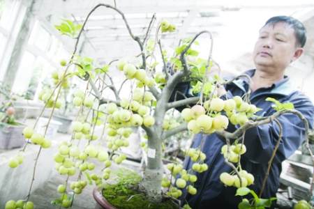 水果盆景穿衣 赴南京争金牌