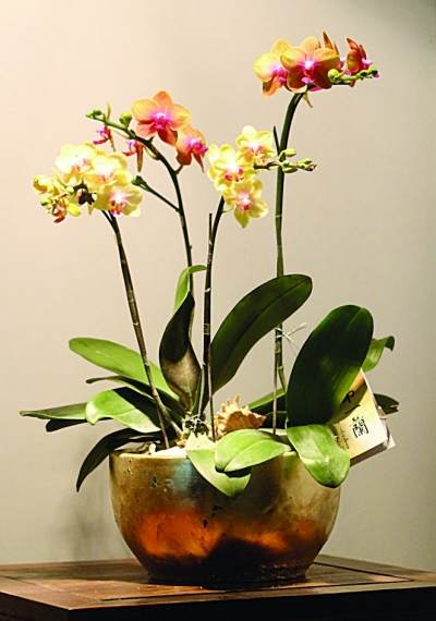 南京玄武湖盆景园举办第十三届海峡两岸兰花展