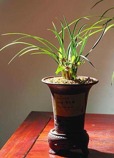 南京玄武湖盆景园举办第十三届海峡两岸兰花展