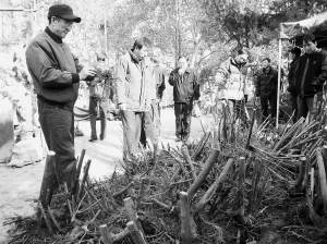 南京夫子庙花鸟市场选购盆景树桩的人越来越多