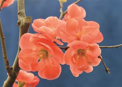 江南时报记者 秦怀珠 摄 南京莫愁湖长寿乐海棠盆景盛开