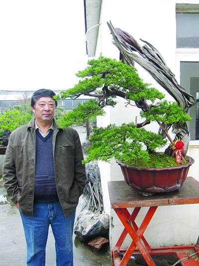 坚持创作30余年南京市民卫冕全国盆景展