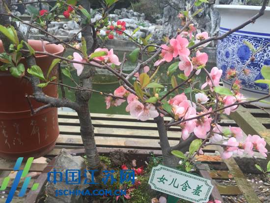 南京莫愁湖公园海棠盛开 市民可报名参加盆景制作